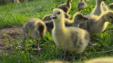Geleneksel serbest menzilli kümes hayvanı çiftliğinde ot yiyen küçük goslings