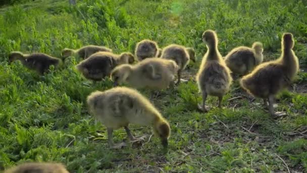 Pequenos Gansos Comendo Grama Fazenda Tradicional Aves Capoeira Livre — Vídeo de Stock