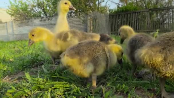 Pequenos Gansos Comendo Grama Fazenda Tradicional Aves Capoeira Livre — Vídeo de Stock