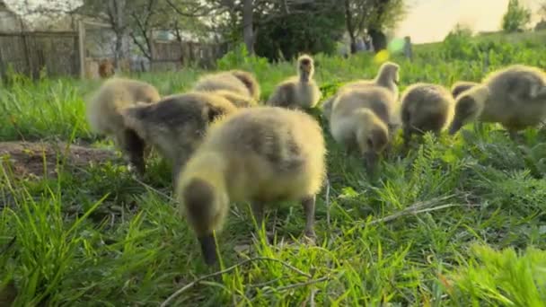 Little Goslings Eating Grass Traditional Free Range Poultry Farm — Stock Video