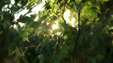 Güneş ışınları ormanın yeşil yapraklarından geçiyor.