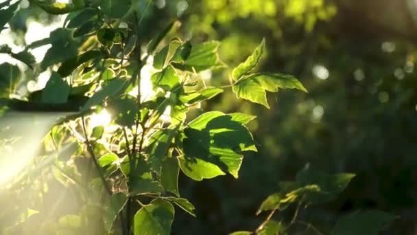 Raios Sol Atravessam Folhagem Verde Floresta — Vídeo de Stock