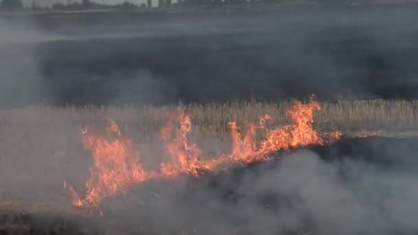 Пожар Сельскохозяйственном Поле — стоковое видео