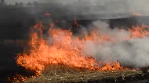 Feuer Auf Einem Landwirtschaftlichen Feld — Stockvideo