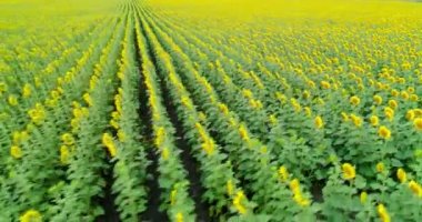 Doğal soyut ayçiçeği alanı. Havadan görünüm.