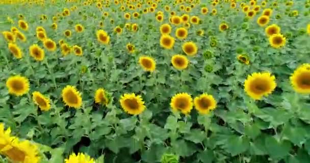 Scenic Sunflower Field Aerial View — Stock Video