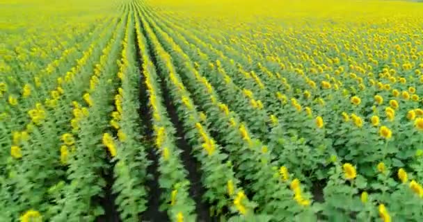 Champ de tournesol abstrait scénique. Vue aérienne .