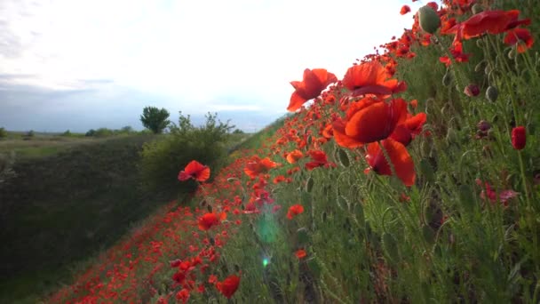 Γραφικές Κόκκινες Παπαρούνες Στην Πλαγιά Την Άνοιξη — Αρχείο Βίντεο