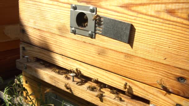 Colmena Madera Escénica Con Abejas Primer Plano Luz Del Sol — Vídeo de stock