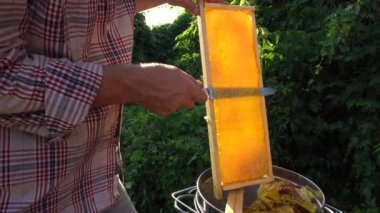 Arıcı bal peteğinden bal keser.