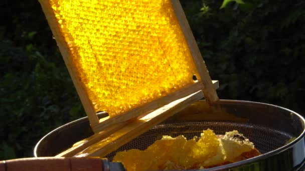 Honeycomb Krásně Zářící Slunci — Stock video