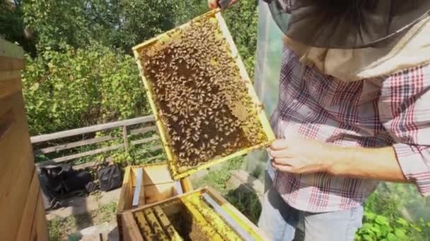 Peternak Lebah Memegang Sarang Lebah Penuh Dengan Lebah Closeup — Stok Video
