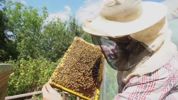 Méhész Aki Méhekkel Teli Lépet Tart Kezében — Stock videók