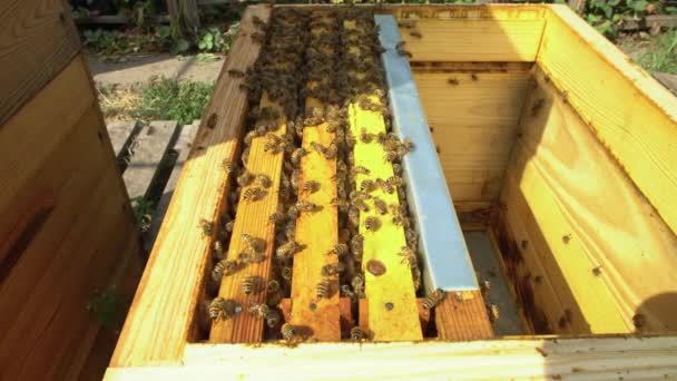 Bienenstock mit Rahmen voller Bienen in Großaufnahme