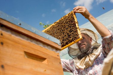 Arıcı elinde arılarla dolu bir petek tutuyor.