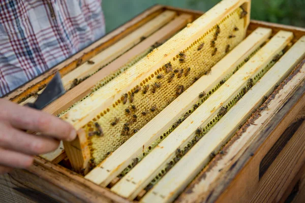 Бджоляр Тримає Медовий Лоток Повний Бджіл — стокове фото