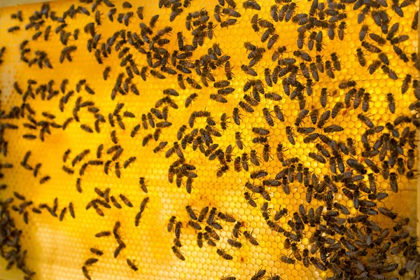 Honeycomb Full Bin Närbild — Stockfoto