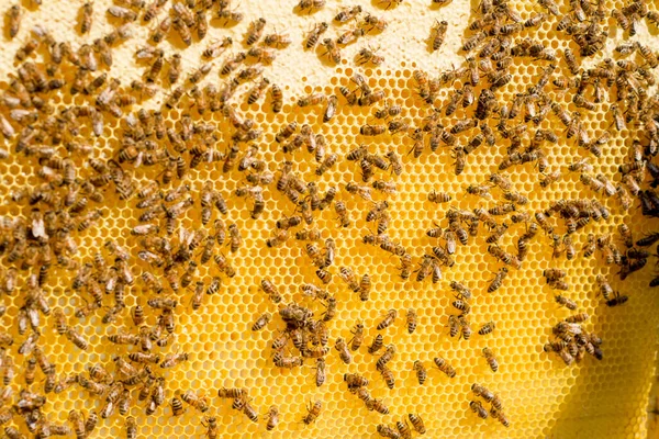 Медовий Стіл Повний Бджіл Крупним Планом — стокове фото