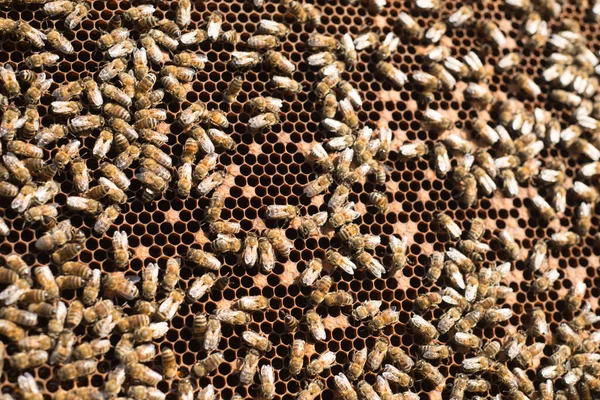 Honeycomb Full Bees Closeup — Stock Photo, Image