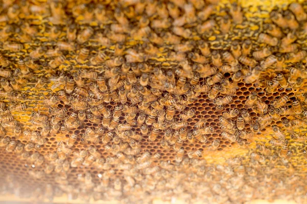 Waben Voller Bienen Großaufnahme — Stockfoto