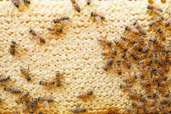 Honeycomb Full Bin Närbild — Stockfoto