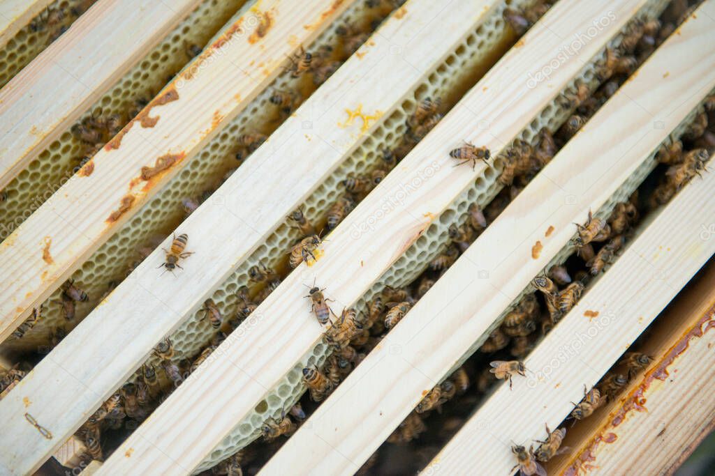 Beehive with frames full of bees closeup