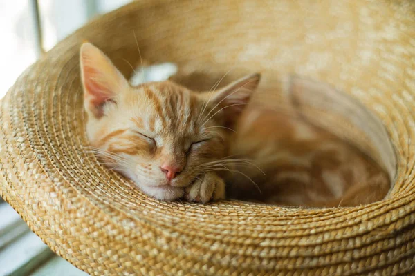 Little Cute Ginger Kitten Sleeps Straw Hat — Stock Photo, Image