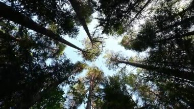Gökyüzüne karşı kozalaklı orman ağaçlarının manzaralı taçları..