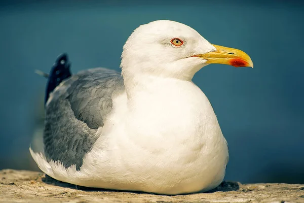Close View Seagull — стоковое фото