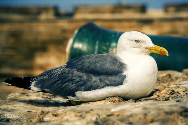 Nahaufnahme Der Möwe — Stockfoto