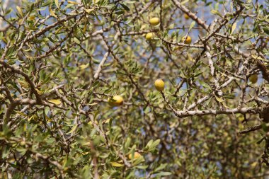 Argan ağacının meyveleri (Argania spinosa) dalın üzerinde. Taze argan meyveleri