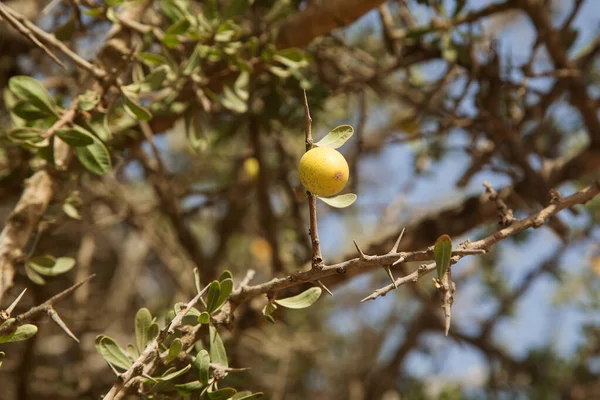 Owoce Drzewa Arganowego Argania Spinosa Gałęzi Świeże Owoce Arganowe — Zdjęcie stockowe