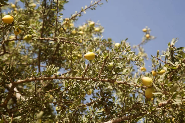 Owoce Drzewa Arganowego Argania Spinosa Gałęzi Świeże Owoce Arganowe — Zdjęcie stockowe