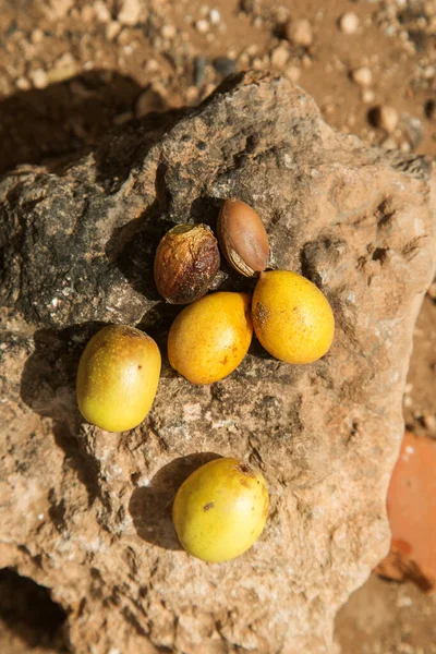 argan fruits on a stone. close up
