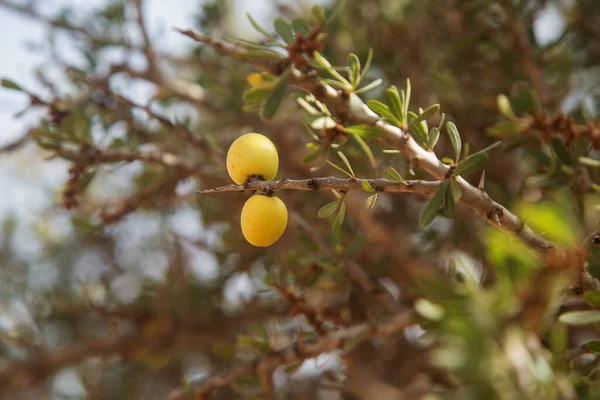 枝条上有Argan树 Argania Spinosa 的果实 新鲜的Argan水果 — 图库照片