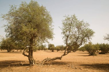 Fas 'ta argan ağaçlarının fidanlığı. (Argania spinosa), meyvelerde bulunan yağ (argan yağı) için üretilen.
