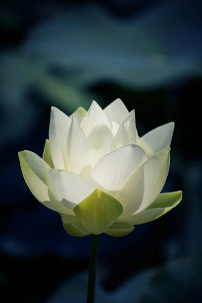 Eine Weiße Blume Wächst Einem Sumpf — Stockfoto