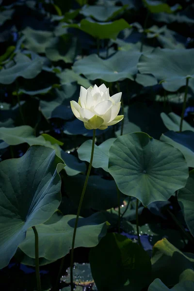 White Flower Grows Swamp — Stock Photo, Image