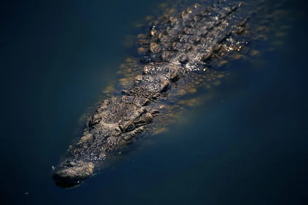 Coccodrillo Vivo Acqua Primo Piano — Foto Stock