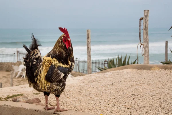 Gallo Vivo Fondo Del Océano Cielo — Foto de Stock