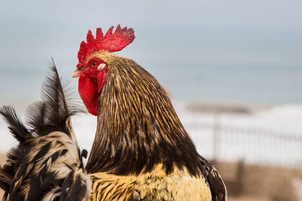 Gallo Vivo Fondo Del Océano Cielo — Foto de Stock