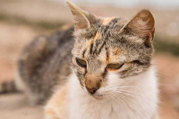 Street Cat Lying Rock Cloudy Weather Close View — Stock Photo, Image