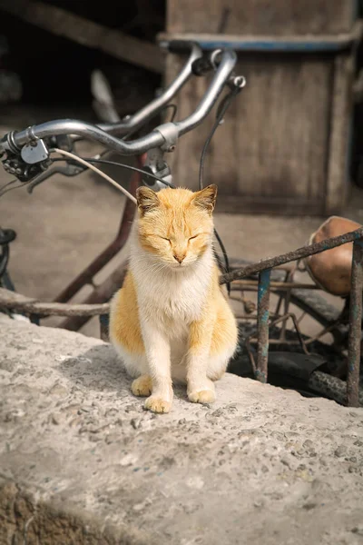Street Cat Squints Sun Background Bicycle — Stock Photo, Image