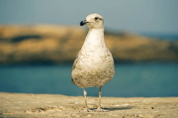 Seagull Background Ocean Sky — Stock Photo, Image