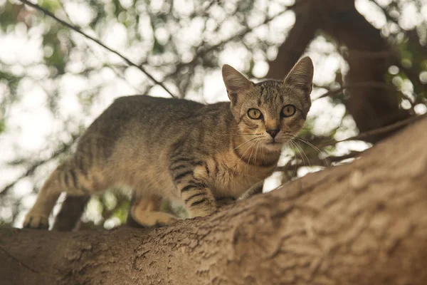 Scared Interested Street Cat Tree Bottom View Close — Stock Photo, Image