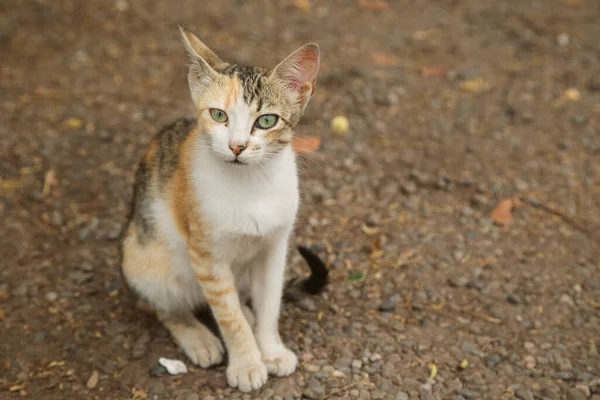 Street Cat Green Eyes Sitting Ground Close — Stock Photo, Image