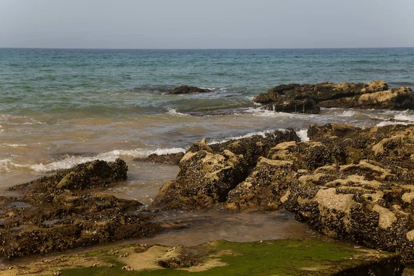 Costa Rochosa Oceano Antártico Rochas Cobertas Lama Conchas Mexilhões — Fotografia de Stock