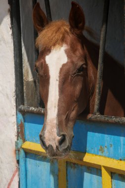 Ahırdaki çayırdaki at
