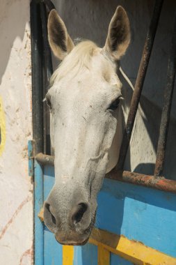 Ahırdaki otlakta beyaz at