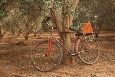 Eski bir bisiklet zeytin koruluğunun ortasında bir ağaca yaslanıyor.